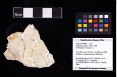 NHMW-GEO-2007z0149-0065_Ol_03.tifOxythyreus gibbus (Reuss, 1858)  (NHMW-GEO-2007z0149-0065)
